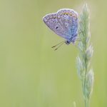 Vlinderfotografie, Vlindersfotograferen, Icarusblauwtje