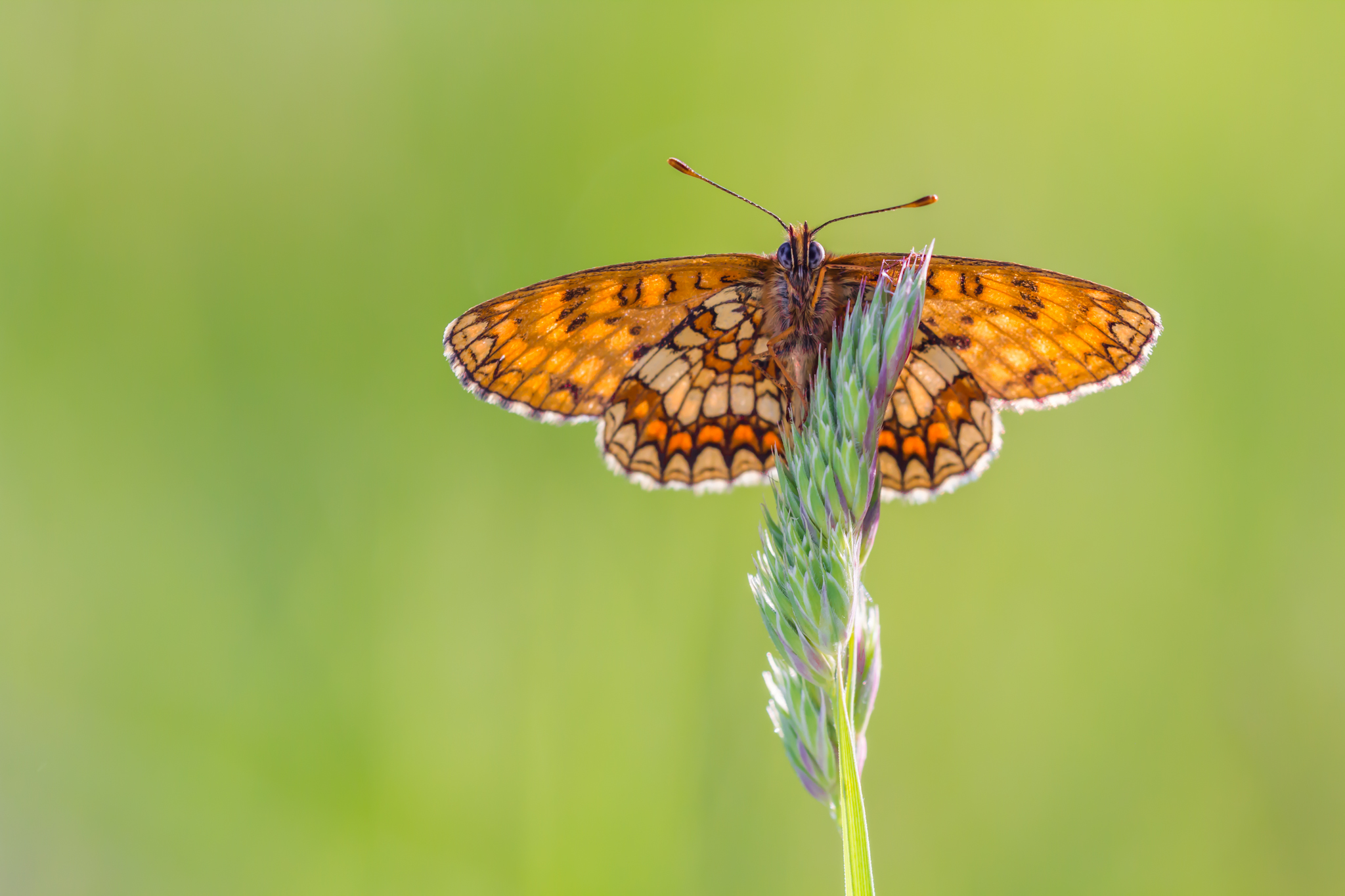 Bosparelmoervlinder, vlinder, vlinders, Viroinval, Leo Deknatel