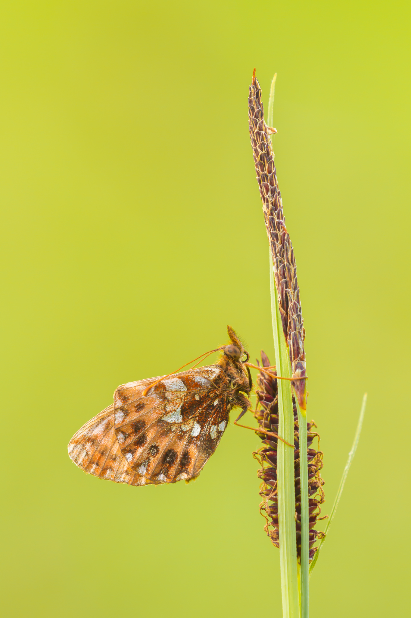 Paarse parelmoervlinder, Leo Deknatel, Vlinders fotograferen, Vlinderfotografie