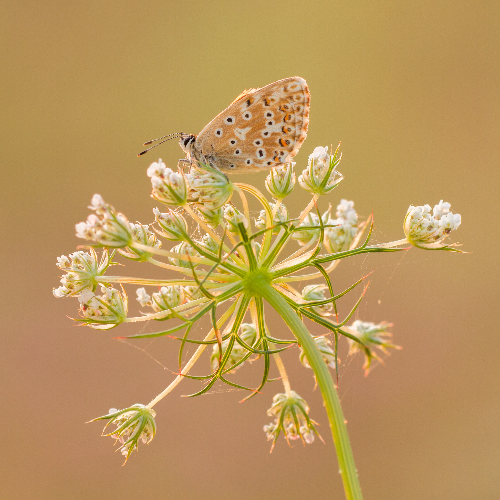 Bleek Blauwtje, Vlinders, Vlinder, Workshop, Workshop vlinders fotograferen 