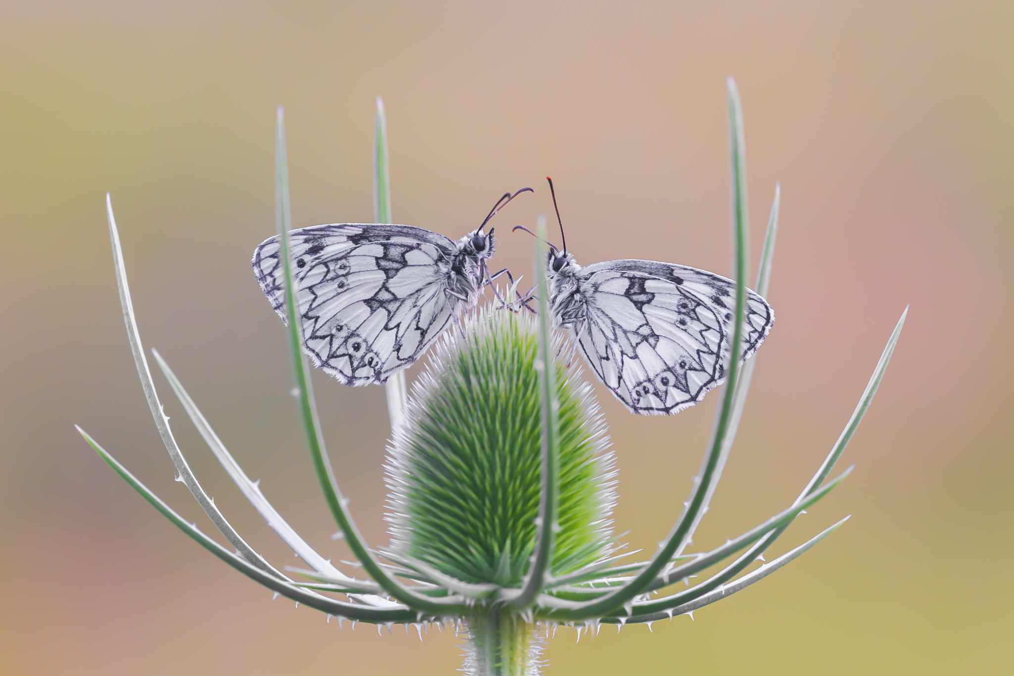 Dambordjes, Dambordje, Workshop vlinders, Workshop vlinders fotograferen, Vlinders in de Viroinval, Vlinders fotograferen, Nismes