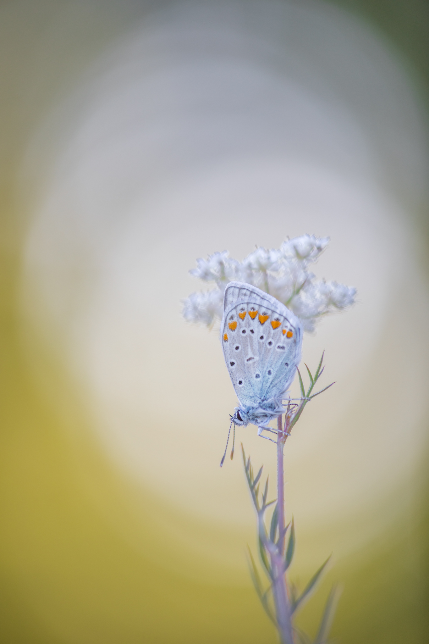 Icarusblauwtje, vlinders in de viroinval, workshop vlinders, workkshop vlinders fotograferen juni 2021