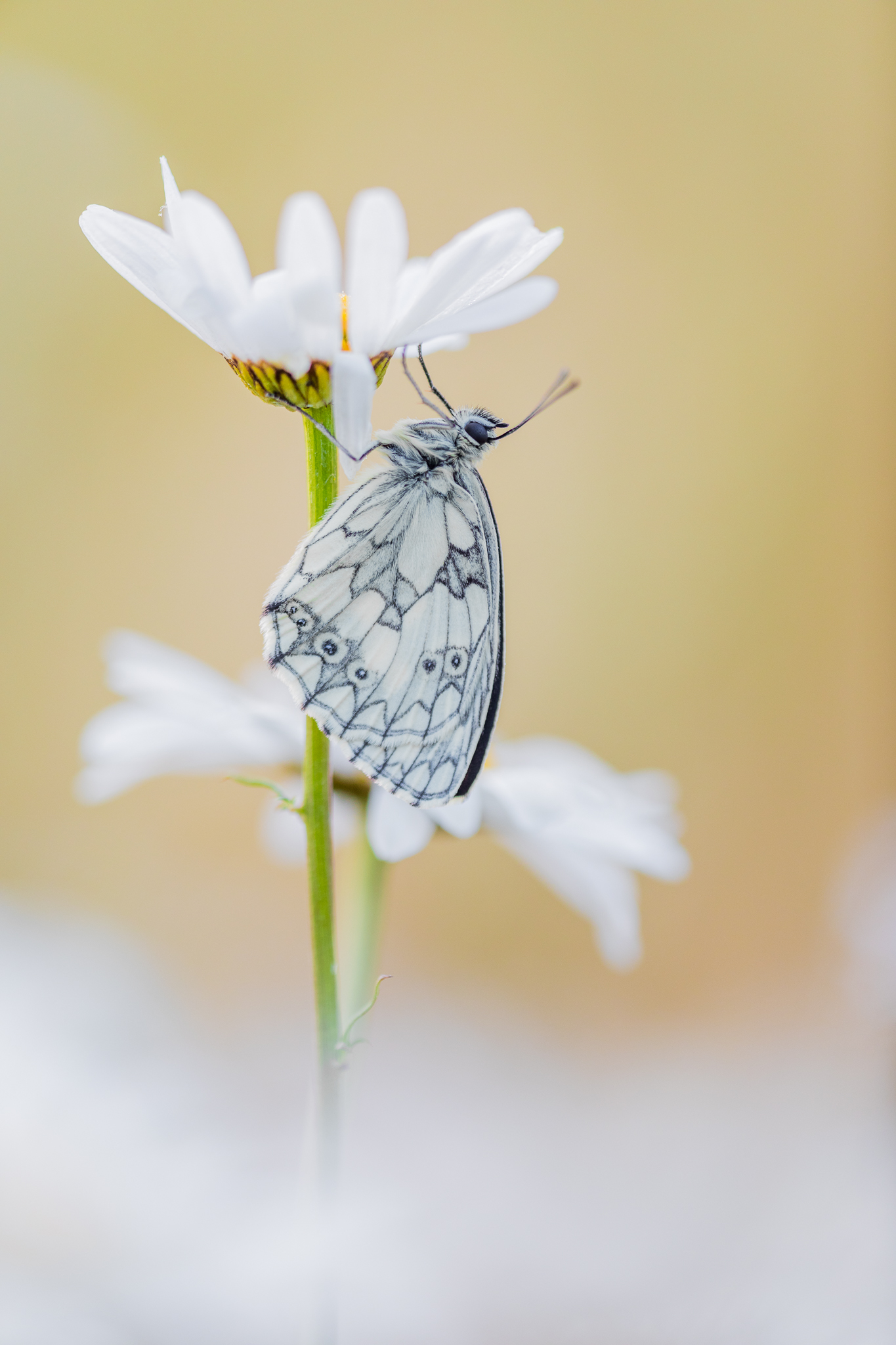 vlinders fotograferen, vlinderfotografie, macrofotografie, deknatelfotografie, leo deknatel, deknatel