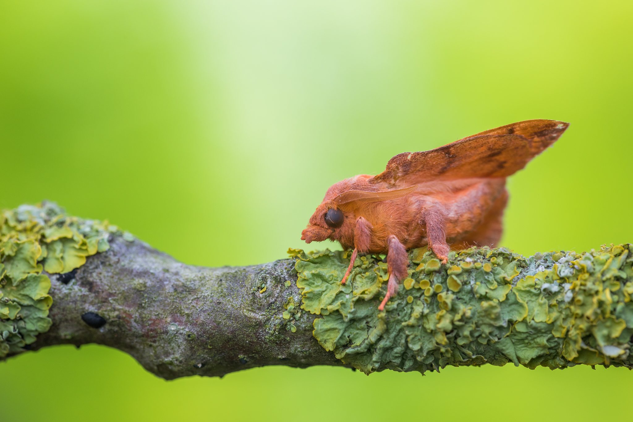 kersenspinner, nachtvlinder, nachtvlinders, vlinders, vlinder, butterfly, butterflies, vlinderfotografie, vlinders fotograferen, deknatel, deknatelfotografie, leo deknatel, workshop vlinders fotograferen in de viroinval juli 2024