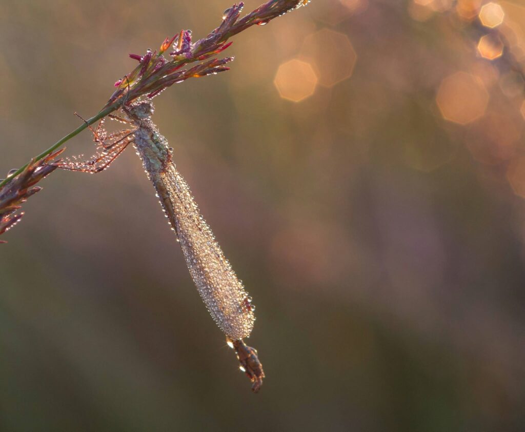 Foto van de maand