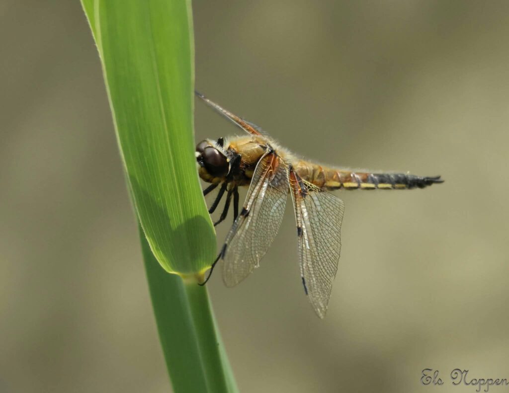 Foto van de maand