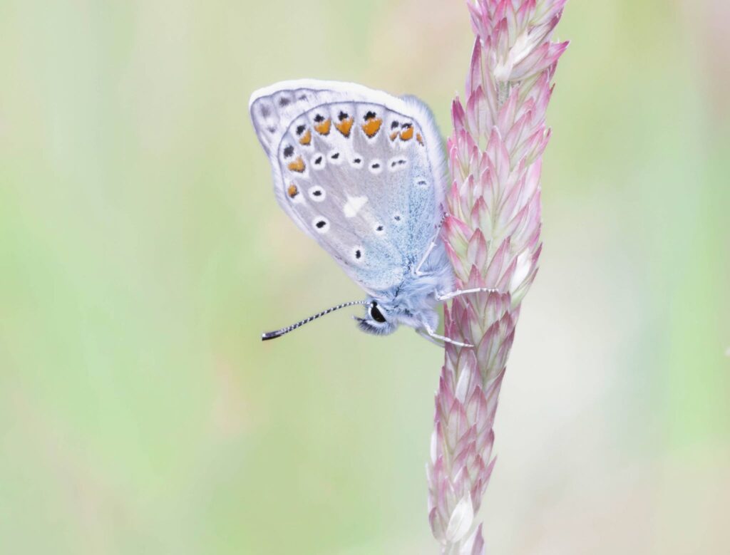 Foto van de maand