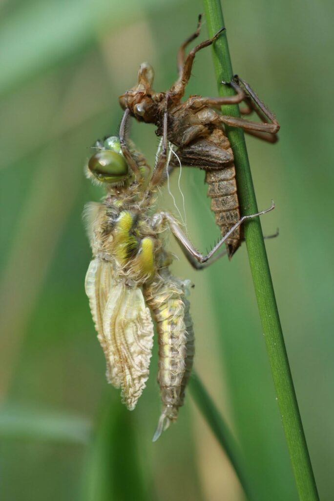 Foto van de maand