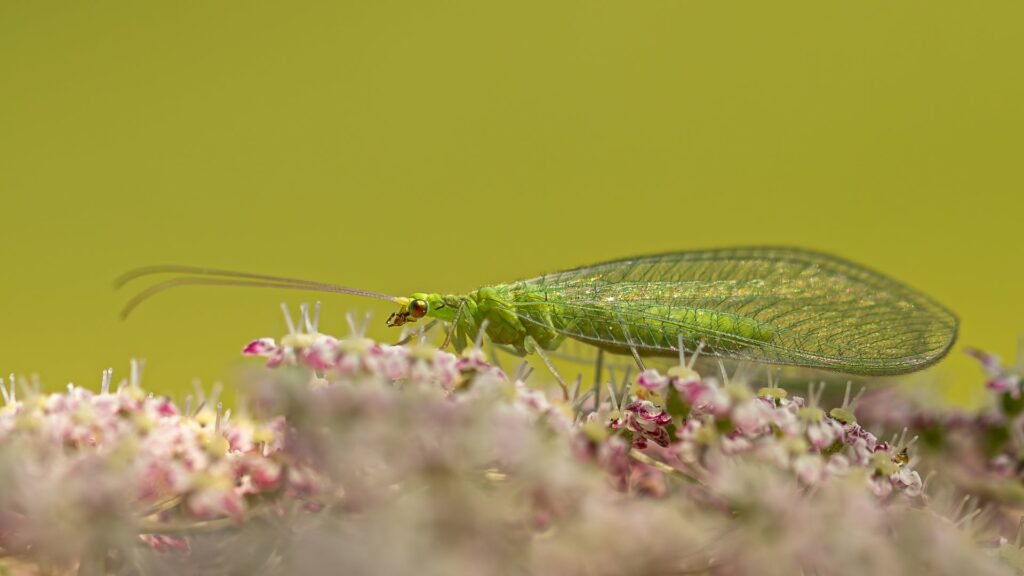 Foto van de maand