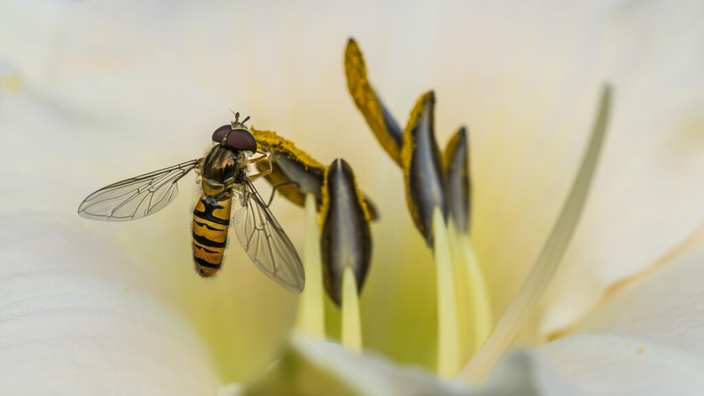 Foto van de maand
