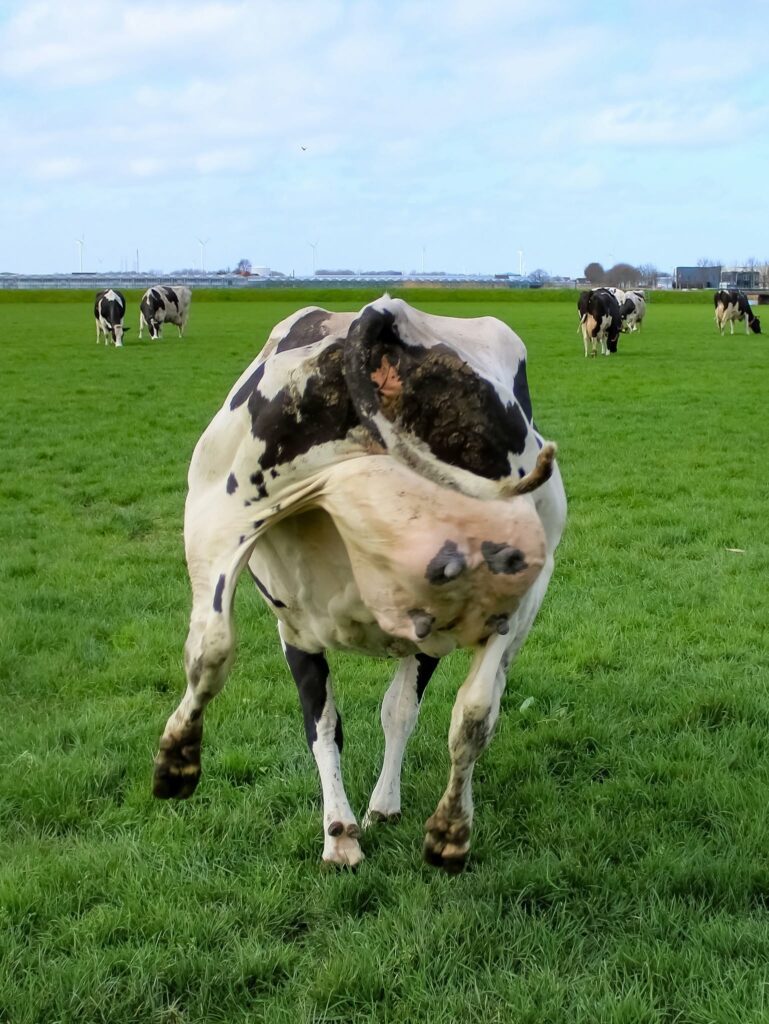Met een Knipoog