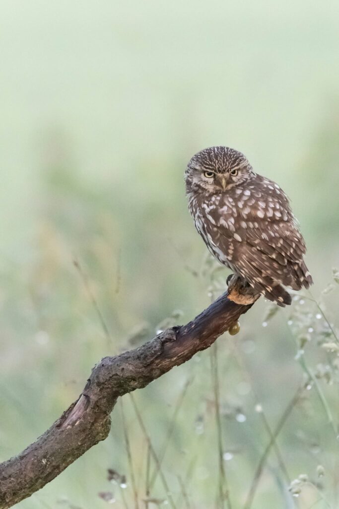Foto van de maand
